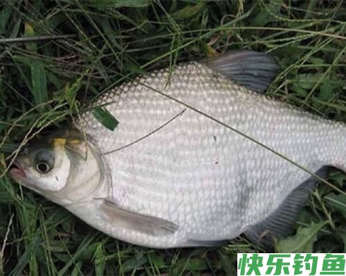 夏季野钓做好这五点，水库总能上鳊鱼，解析夏季水库野钓鳊鱼技巧(图7)