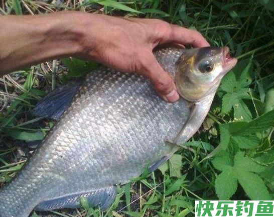 垂钓鳊鱼时,老钓手的这些小经验,钓友们不妨多了解一下(图3) 垂钓鳊鱼时,老钓手的这些小经验,钓友们不妨多了解一下(图3)