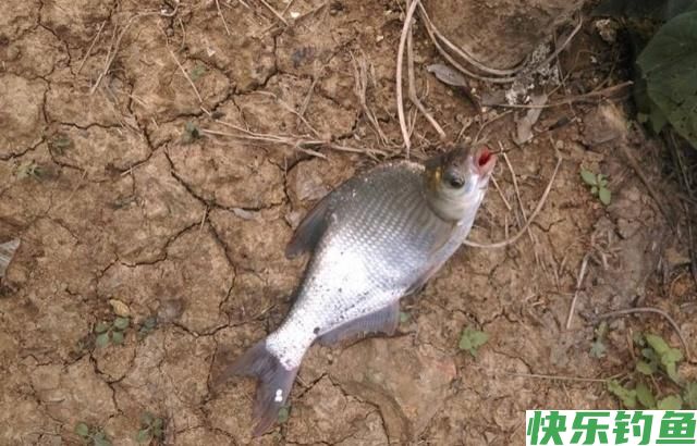 垂钓鳊鱼时,老钓手的这些小经验,钓友们不妨多了解一下(图4) 垂钓鳊鱼时,老钓手的这些小经验,钓友们不妨多了解一下(图4)