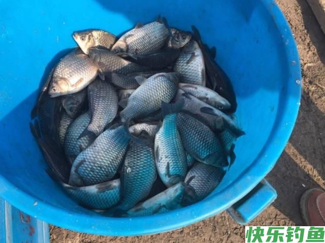 垂钓鳊鱼时,老钓手的这些小经验,钓友们不妨多了解一下(图5) 垂钓鳊鱼时,老钓手的这些小经验,钓友们不妨多了解一下(图5)
