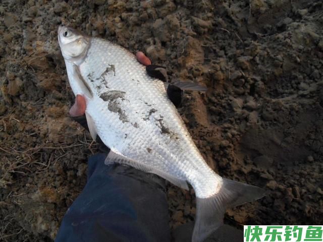 分享垂钓鳊鱼的小技巧，学以致用，不怕没有收获(图1)