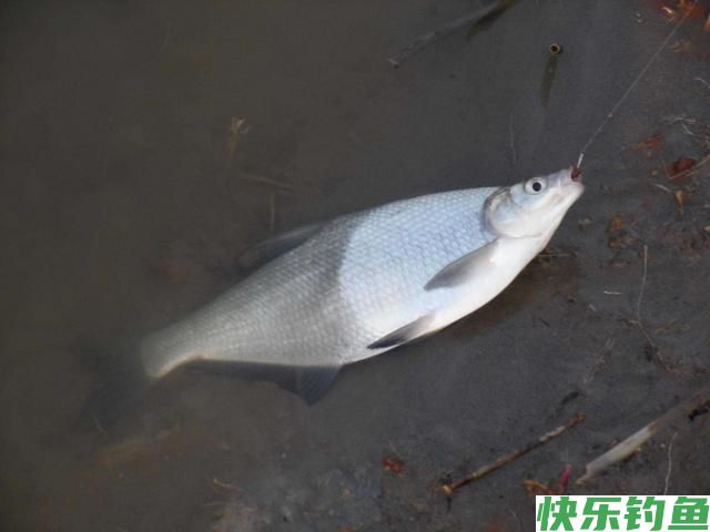 分享垂钓鳊鱼的小技巧，学以致用，不怕没有收获(图4)