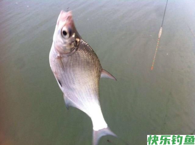 分享垂钓鳊鱼的小技巧，学以致用，不怕没有收获(图2)