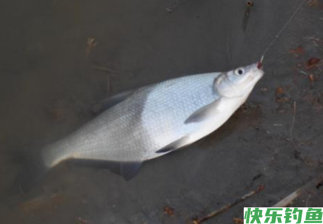 垂钓鳊鱼时，需要掌握哪些技巧？就来看看老钓友分享的经验(图3)
