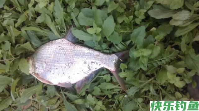 在野外垂钓鳊鱼，一定不要放过这些小技巧，会让你有很大收获的(图3)