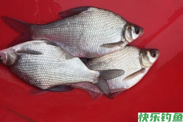 在野外垂钓鳊鱼，一定不要放过这些小技巧，会让你有很大收获的(图5)