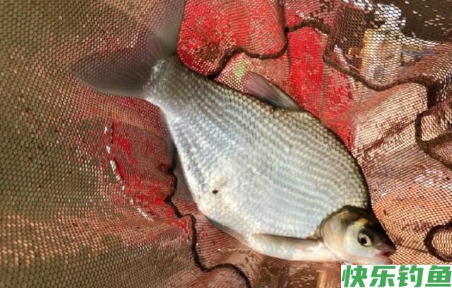 初夏时节钓鳊鱼,了解鳊鱼并掌握技巧,一定可以有所收获(图5) 初夏时节钓鳊鱼,了解鳊鱼并掌握技巧,一定可以有所收获(图5)