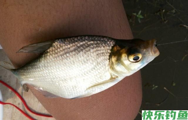 初夏时节钓鳊鱼,了解鳊鱼并掌握技巧,一定可以有所收获(图3) 初夏时节钓鳊鱼,了解鳊鱼并掌握技巧,一定可以有所收获(图3)