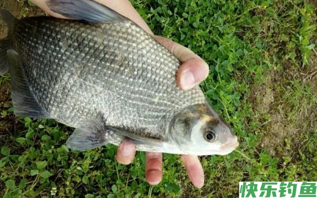 夏季垂钓鳊鱼小技巧,简单易学,只要掌握了就可以钓到鳊鱼(图3) 夏季垂钓鳊鱼小技巧,简单易学,只要掌握了就可以钓到鳊鱼(图3)