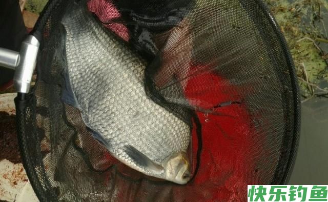夏季垂钓鳊鱼小技巧,简单易学,只要掌握了就可以钓到鳊鱼(图5) 夏季垂钓鳊鱼小技巧,简单易学,只要掌握了就可以钓到鳊鱼(图5)