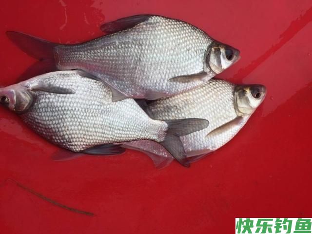 夏季鳊鱼应该这样钓，有了这篇文章，肯定都能有个好收获！(图1)
