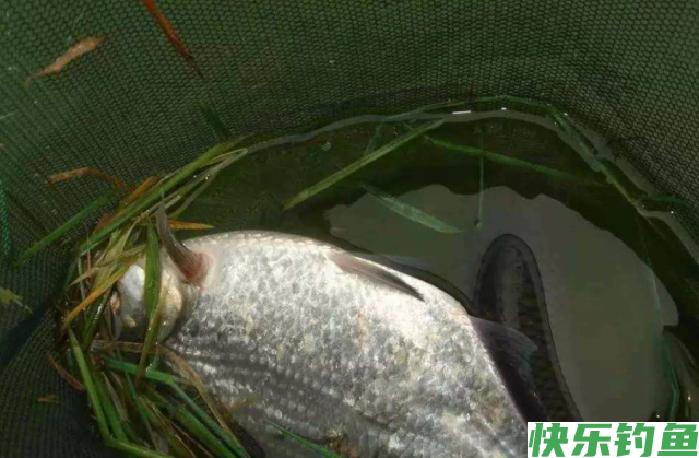 夏季鳊鱼应该这样钓，有了这篇文章，肯定都能有个好收获！(图5)