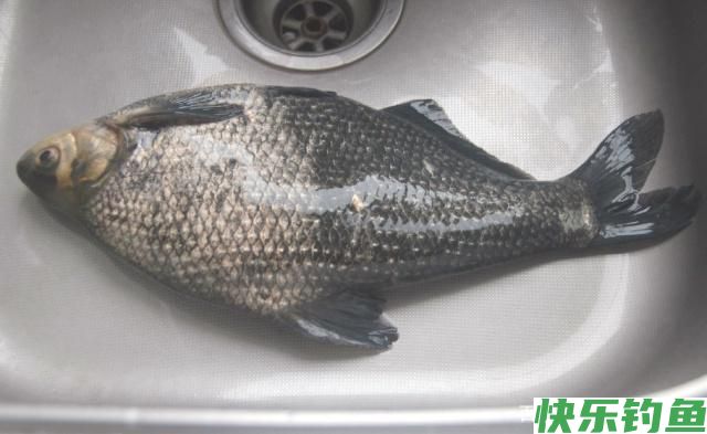 野外垂钓鳊鱼不用愁,学会这些小技巧,让你早日脱离小白的队伍(图1) 野外垂钓鳊鱼不用愁,学会这些小技巧,让你早日脱离小白的队伍(图1)
