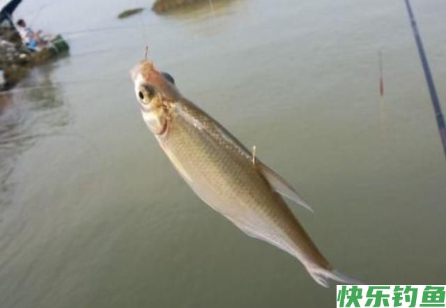 垂钓鳊鱼时，了解了这些垂钓技巧，保证让你满载而归！(图2)