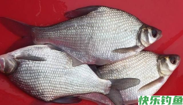 垂钓鳊鱼一定要注意这几点,学会这些,就等着爆护吧(图1) 垂钓鳊鱼一定要注意这几点,学会这些,就等着爆护吧(图1)
