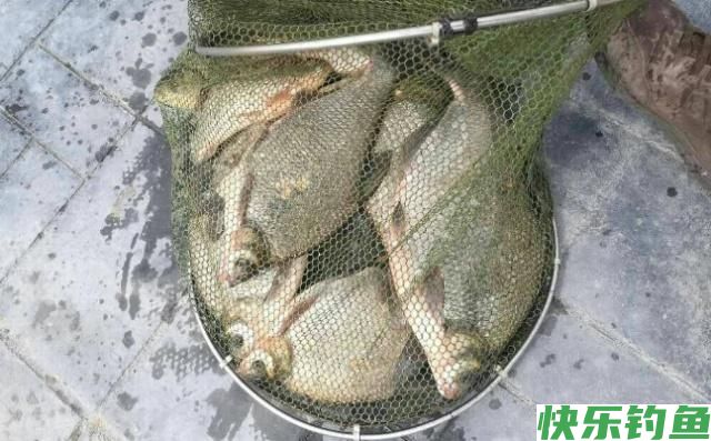垂钓鳊鱼一定要注意这几点,学会这些,就等着爆护吧(图5) 垂钓鳊鱼一定要注意这几点,学会这些,就等着爆护吧(图5)