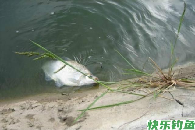 4月钓鳊鱼的好时机,这些钓鳊鱼的的技巧,你要知道(图4) 4月钓鳊鱼的好时机,这些钓鳊鱼的的技巧,你要知道(图4)