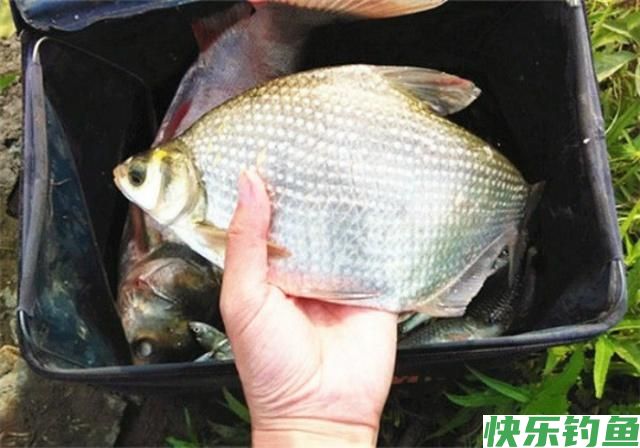 4月钓鳊鱼的好时机,这些钓鳊鱼的的技巧,你要知道(图3) 4月钓鳊鱼的好时机,这些钓鳊鱼的的技巧,你要知道(图3)