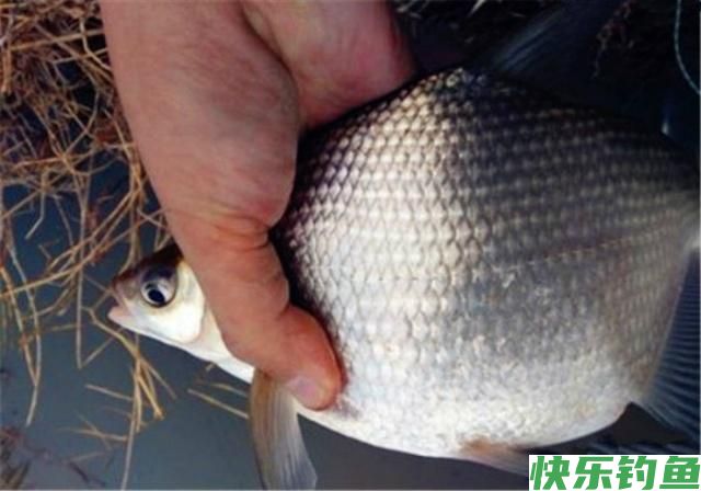 4月钓鳊鱼的好时机,这些钓鳊鱼的的技巧,你要知道(图2) 4月钓鳊鱼的好时机,这些钓鳊鱼的的技巧,你要知道(图2)