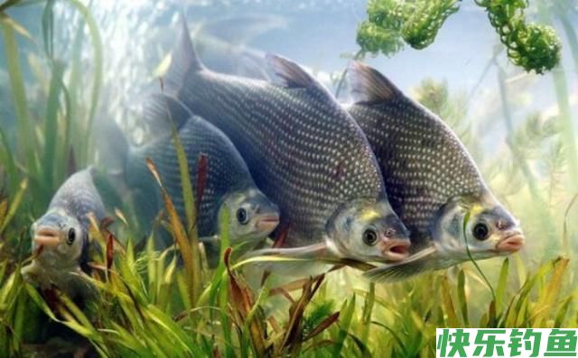 4月钓鳊鱼的好时机,这些钓鳊鱼的的技巧,你要知道(图1) 4月钓鳊鱼的好时机,这些钓鳊鱼的的技巧,你要知道(图1)