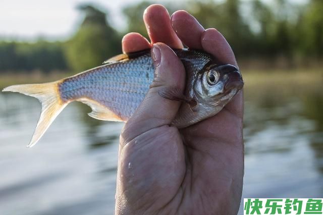 春末作钓鳊鱼小技巧，想要有个好渔获，还不快来看看！(图5)
