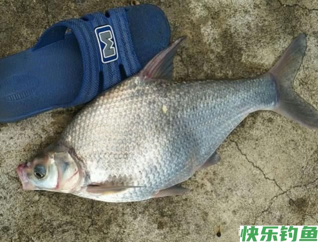 别总是钓鲫鱼了，用这几招钓鳊鱼才叫“过瘾”，饵料入水就有口(图3)