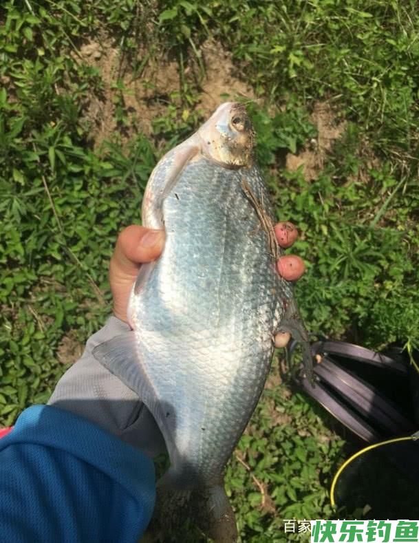 别总是钓鲫鱼了，用这几招钓鳊鱼才叫“过瘾”，饵料入水就有口(图1)