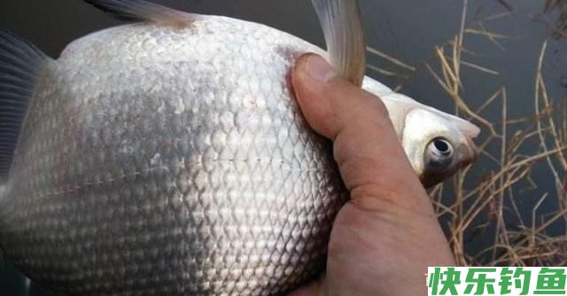 早春钓鳊鱼的小攻略，上鱼不再靠运气！(图2)