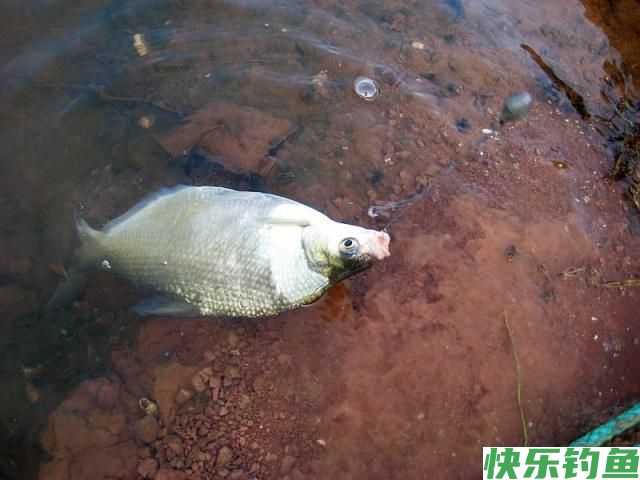 这里的鳊鱼特别好钓，钓上一条就会引来一群(图8)