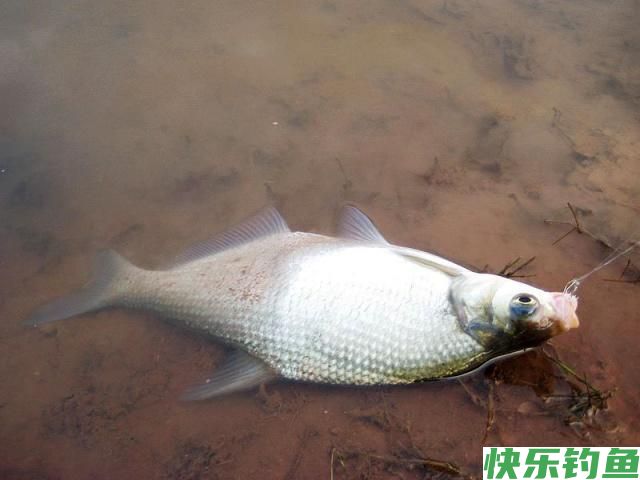这里的鳊鱼特别好钓，钓上一条就会引来一群(图10)