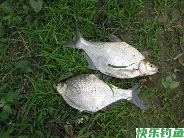 这里的鳊鱼特别好钓，钓上一条就会引来一群(图13)