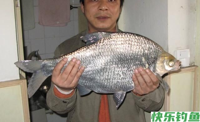 初春季节钓鳊鱼,唯独这几招最厉害,不吹不黑,一天至少钓20条!(图5) 初春季节钓鳊鱼,唯独这几招最厉害,不吹不黑,一天至少钓20条!(图5)