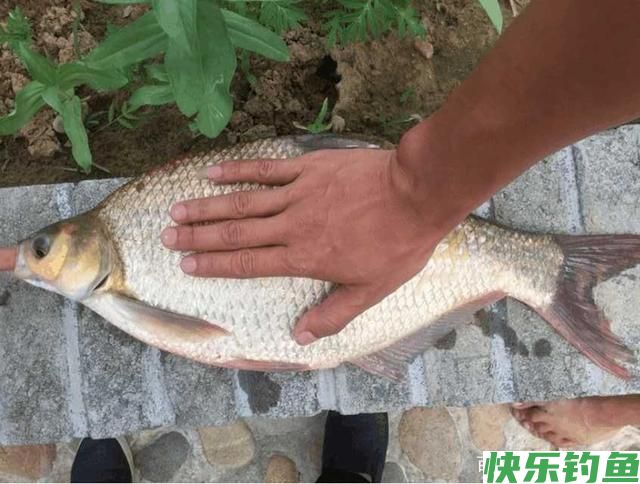 初春季节钓鳊鱼,唯独这几招最厉害,不吹不黑,一天至少钓20条!(图4) 初春季节钓鳊鱼,唯独这几招最厉害,不吹不黑,一天至少钓20条!(图4)