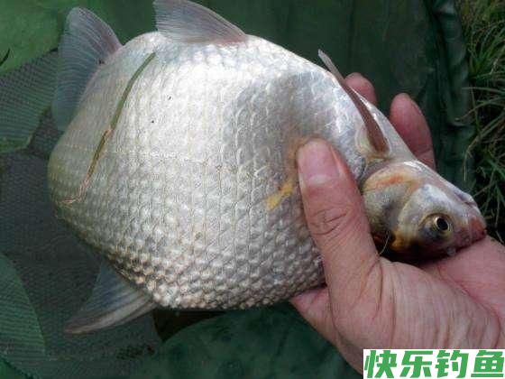 初春季节钓鳊鱼,唯独这几招最厉害,不吹不黑,一天至少钓20条!(图3) 初春季节钓鳊鱼,唯独这几招最厉害,不吹不黑,一天至少钓20条!(图3)