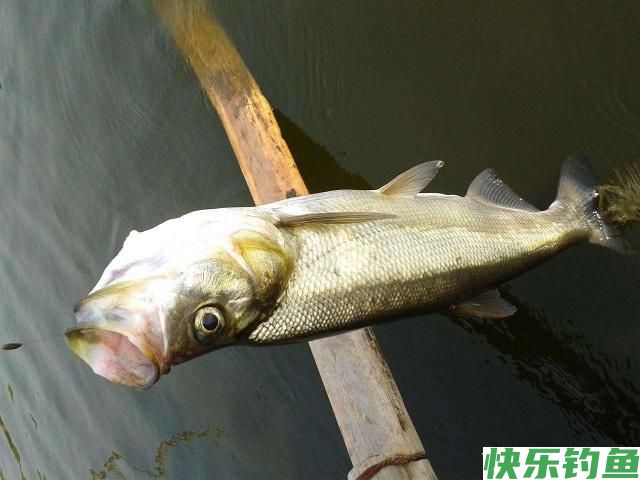 钓友们鲫鱼、白条、鳊鱼、翘嘴生活习性你们了解吗？(下)(图4)