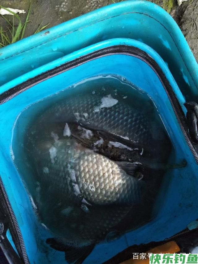 钓友们鲫鱼、白条、鳊鱼、翘嘴生活习性你们了解吗？(下)(图1)