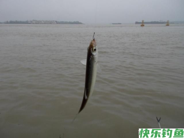 钓友们鲫鱼、白条、鳊鱼、翘嘴生活习性你们了解吗？(下)(图2)