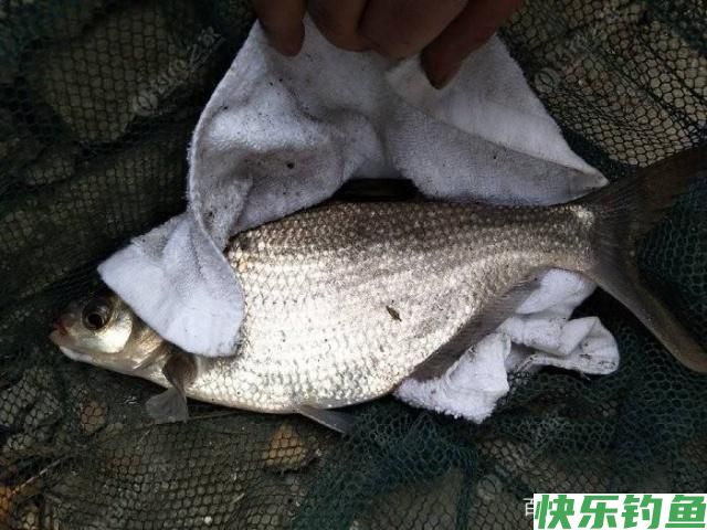 钓友们鲫鱼、白条、鳊鱼、翘嘴生活习性你们了解吗？(下)(图3)