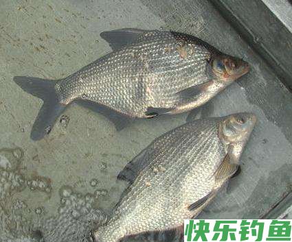 早春钓鳊鱼的时候,饵料和窝料就这么选,上鱼很简单(图4) 早春钓鳊鱼的时候,饵料和窝料就这么选,上鱼很简单(图4)