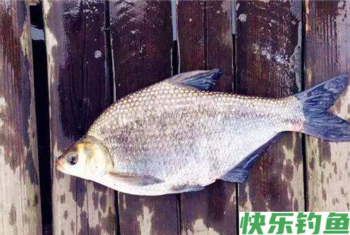 早春钓鳊鱼的时候,饵料和窝料就这么选,上鱼很简单(图3) 早春钓鳊鱼的时候,饵料和窝料就这么选,上鱼很简单(图3)