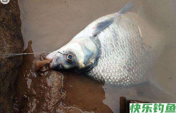 早春钓鳊鱼的时候,饵料和窝料就这么选,上鱼很简单(图1) 早春钓鳊鱼的时候,饵料和窝料就这么选,上鱼很简单(图1)