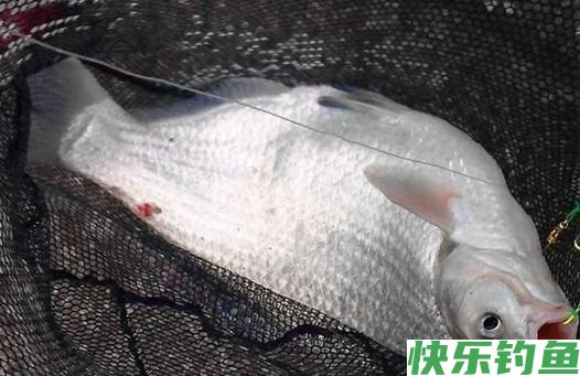 早春钓鳊鱼的时候,饵料和窝料就这么选,上鱼很简单(图2) 早春钓鳊鱼的时候,饵料和窝料就这么选,上鱼很简单(图2)