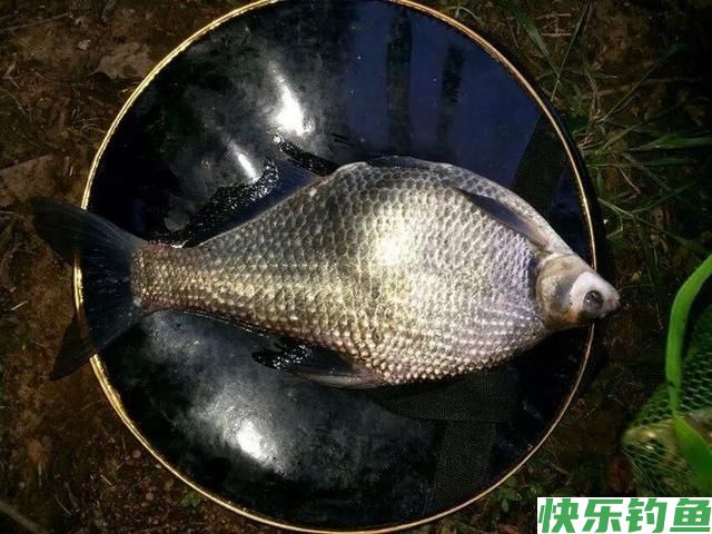 早春钓鳊鱼的时候,饵料和窝料就这么选,上鱼很简单(图5) 早春钓鳊鱼的时候,饵料和窝料就这么选,上鱼很简单(图5)