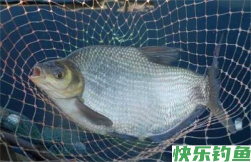早春钓鳊鱼实用技巧(图4)