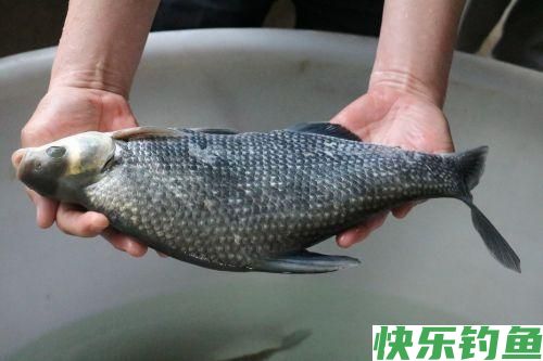 早春钓鳊鱼实用技巧(图5)