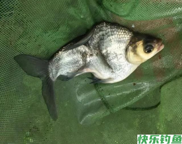 野钓鳊鱼绝招：学会这套方法，只要鱼肯进窝别怕不咬钩！(图2)