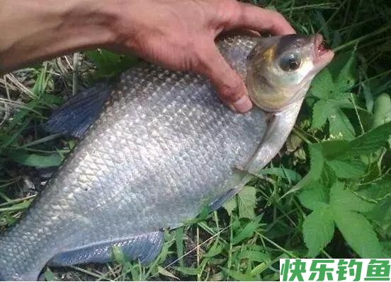 野钓鳊鱼绝招：学会这套方法，只要鱼肯进窝别怕不咬钩！(图1)