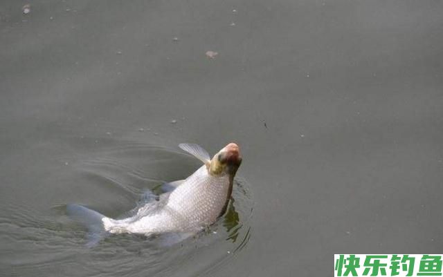 鳊鱼很难垂钓吗?只需做好这三点,大鳊鱼狂拉不停(图3) 鳊鱼很难垂钓吗?只需做好这三点,大鳊鱼狂拉不停(图3)