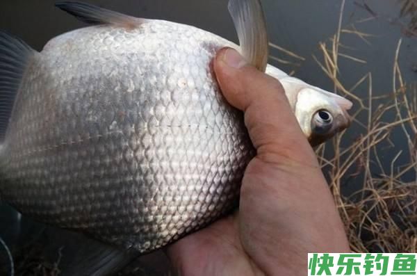 鳊鱼很难垂钓吗?只需做好这三点,大鳊鱼狂拉不停(图2) 鳊鱼很难垂钓吗?只需做好这三点,大鳊鱼狂拉不停(图2)