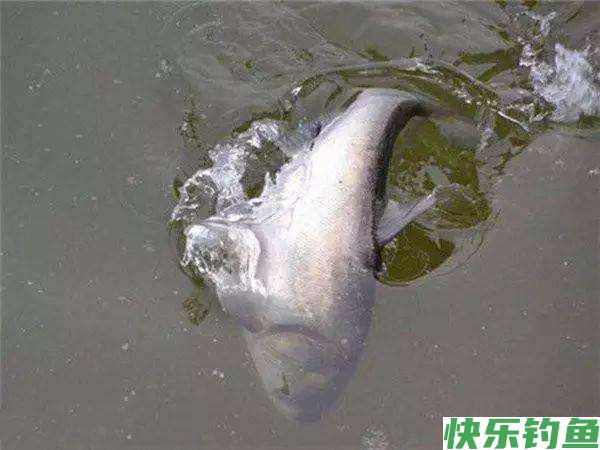 鳊鱼很难垂钓吗?只需做好这三点,大鳊鱼狂拉不停(图1) 鳊鱼很难垂钓吗?只需做好这三点,大鳊鱼狂拉不停(图1)